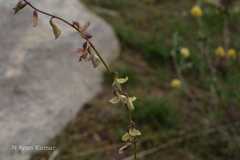 Astragalus hoffmeisteri